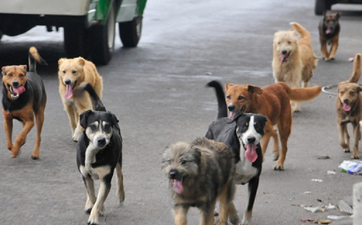 Vecinos denuncian ataques de una jauría que ha matado varios gatos en Ciudad Obregón
