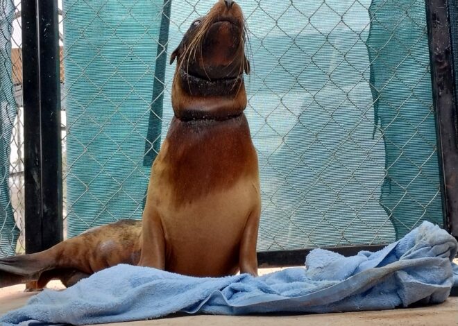 Rescatan lobo marino en peligro en San Carlos