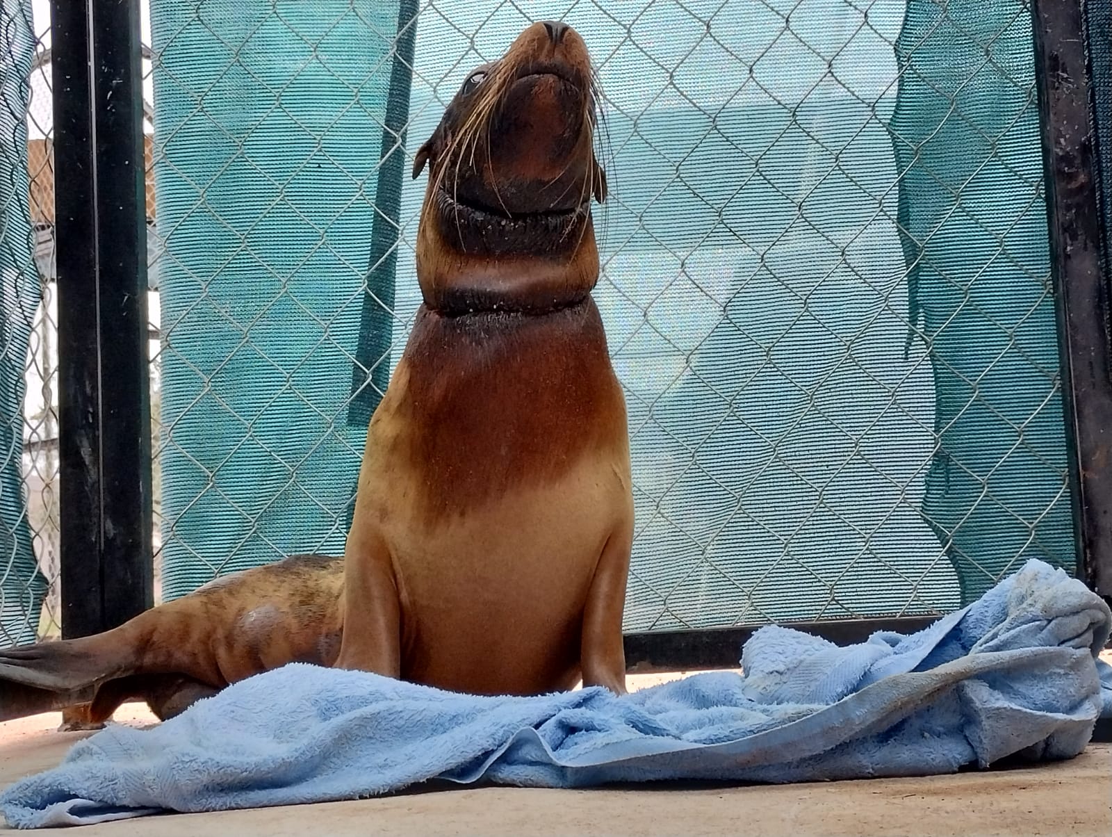 Rescatan lobo marino en peligro en San Carlos