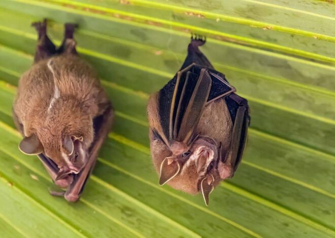 ¿Qué es el virus Nipah y por qué genera alerta sanitaria?