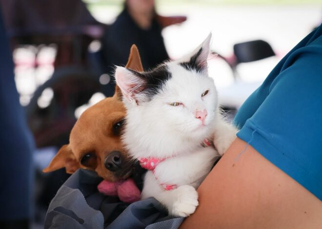 Arranca campaña gratuita de esterilización en Cajeme