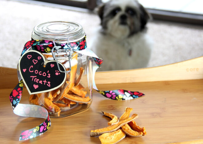 Cómo usar premios para mejorar la salud y educación de tu perro