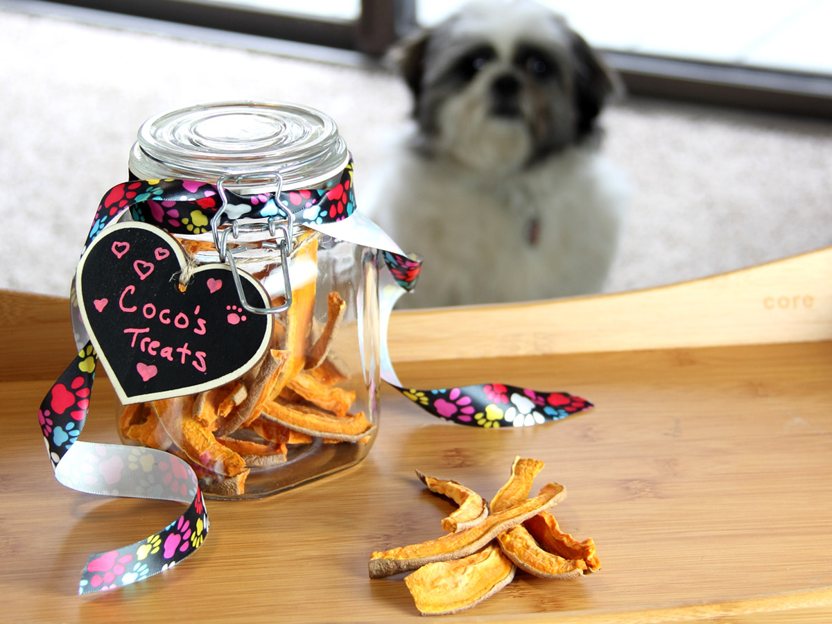 Cómo usar premios para mejorar la salud y educación de tu perro