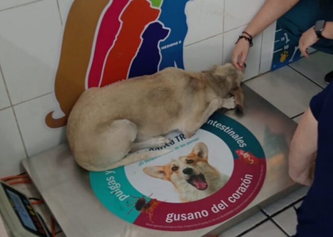 Indignación en Cajeme por agresión a perrita “La Wera”