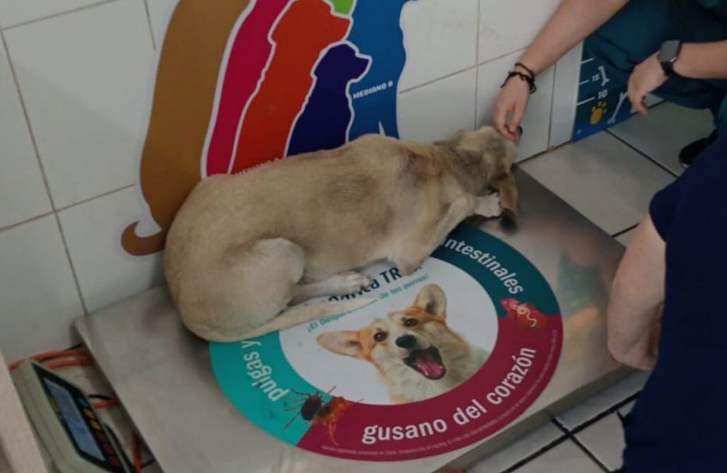 Indignación en Cajeme por agresión a perrita “La Wera”