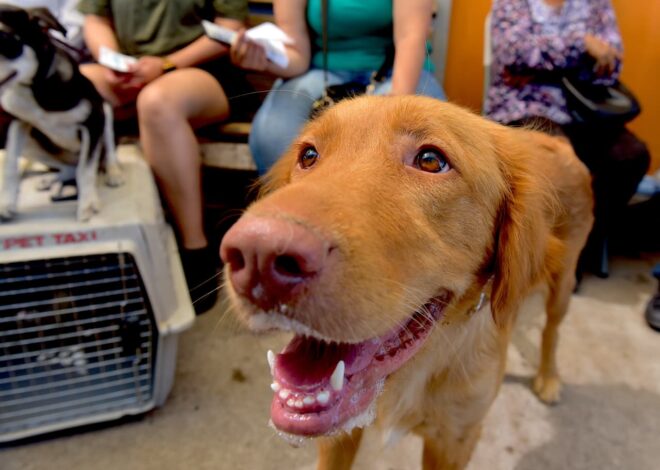 Baños y consultas gratis para mascotas
