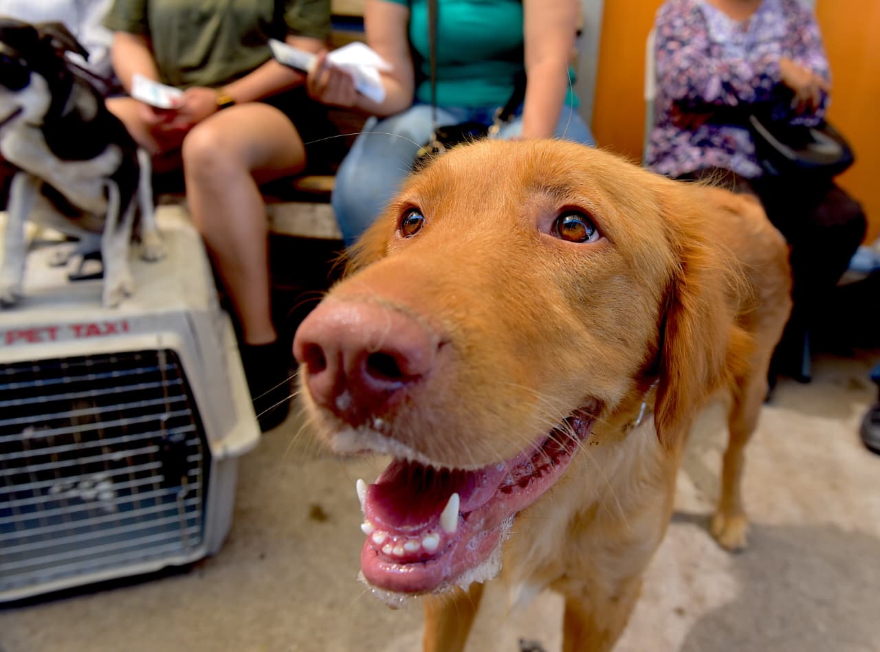 Baños y consultas gratis para mascotas