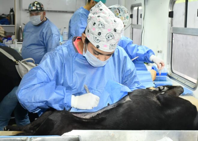 HMO impulsa jornadas gratuitas para perros y gatos