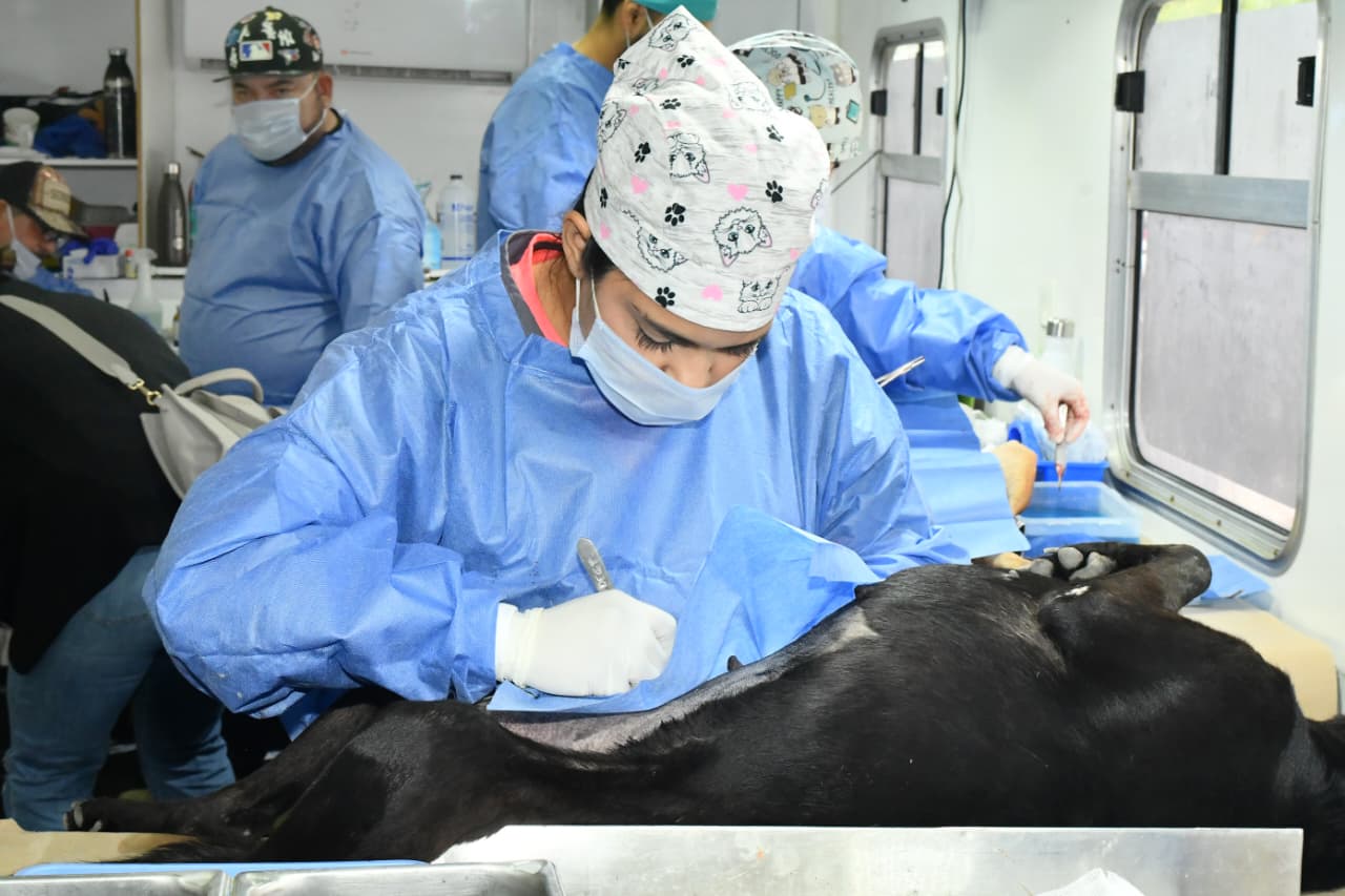 HMO impulsa jornadas gratuitas para perros y gatos
