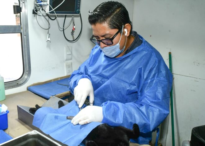 HMO impulsa jornada gratuita de esterilización para gatos