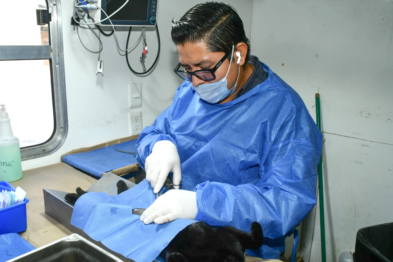 HMO impulsa jornada gratuita de esterilización para gatos