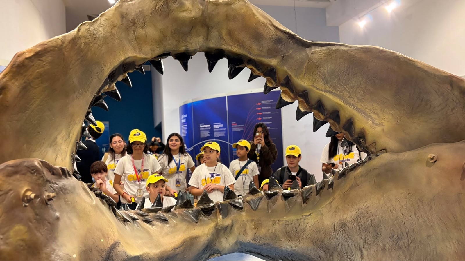 ¡Tiburones invaden HMO y rompen récord!